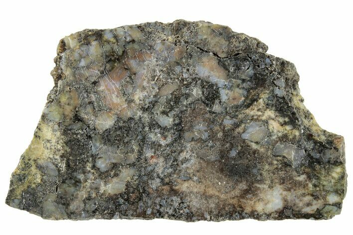 Polished Rhynie Chert - Early Devonian Vascular Plant Fossils #318915